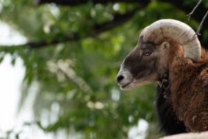 牡羊座の特徴・魅力、弱点と開運ポイント