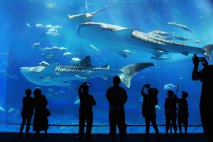 魚座の特徴・魅力、弱点と開運ポイント