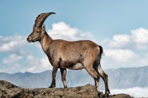 山羊座の特徴・魅力、弱点と開運ポイント