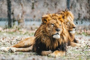 獅子座の特徴・魅力、弱点と開運ポイント