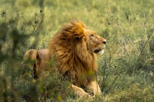 獅子座の魅力
