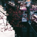 神田川 南こうせつとかぐや姫