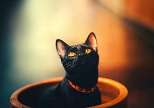 黒ネコのタンゴ